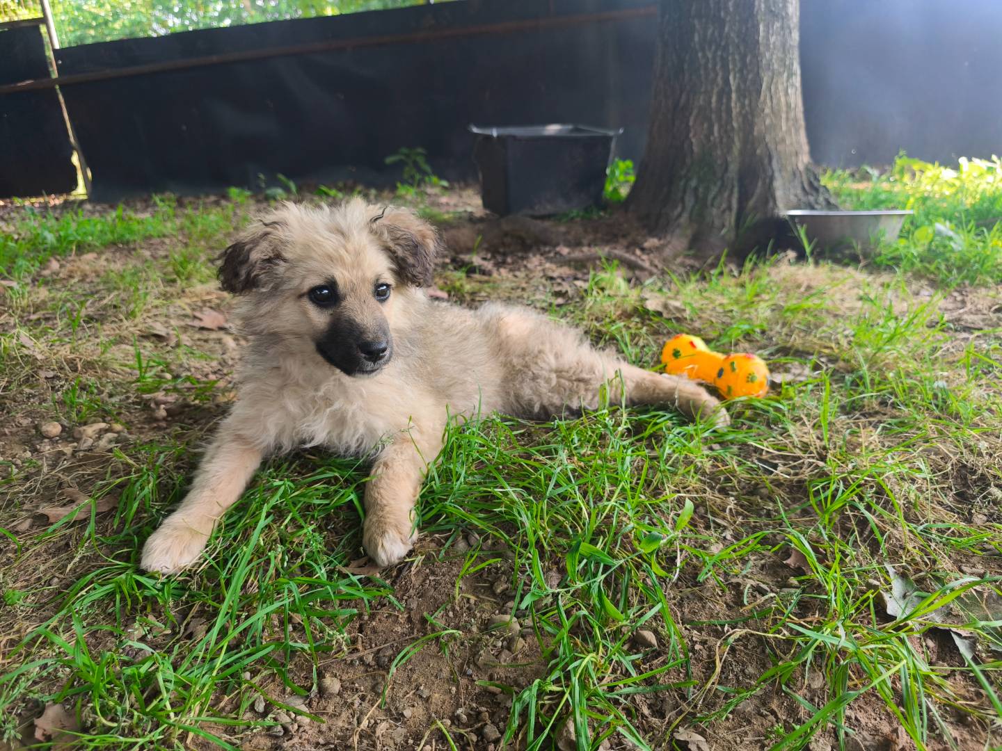 Adozione cane, femmina, Labrador Retriever Razza sconosciuta, 2 mesi, taglia media, Milano