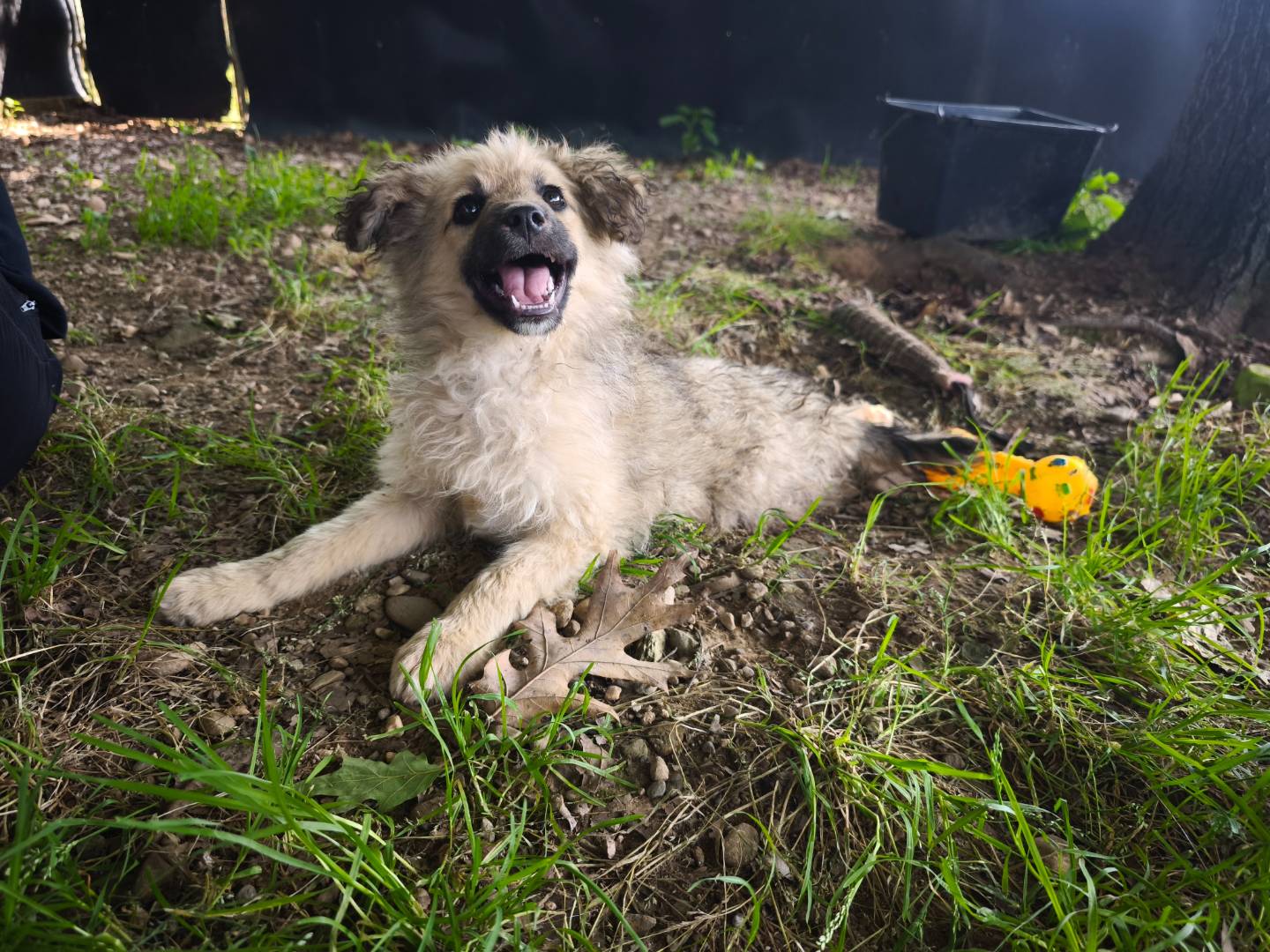 Adotta un cane, femmina, 2 mesi, Milano