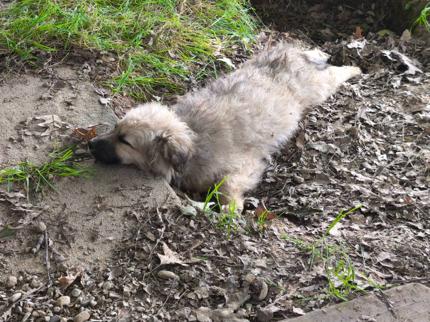 Adotta un cane, taglia media, femmina, Milano