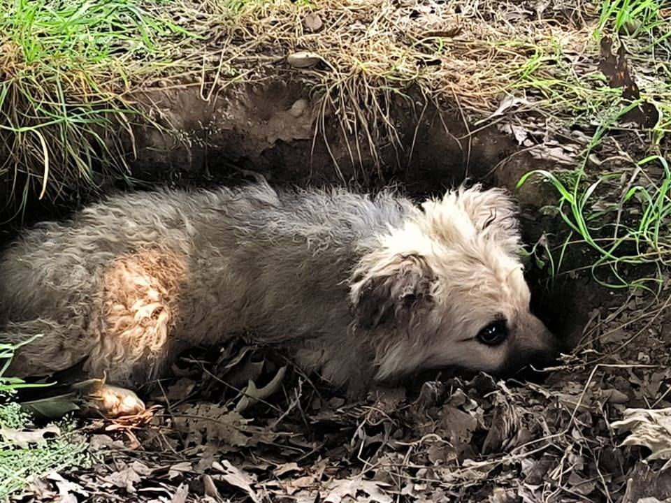 Vuoi adottare un cane a Milano?