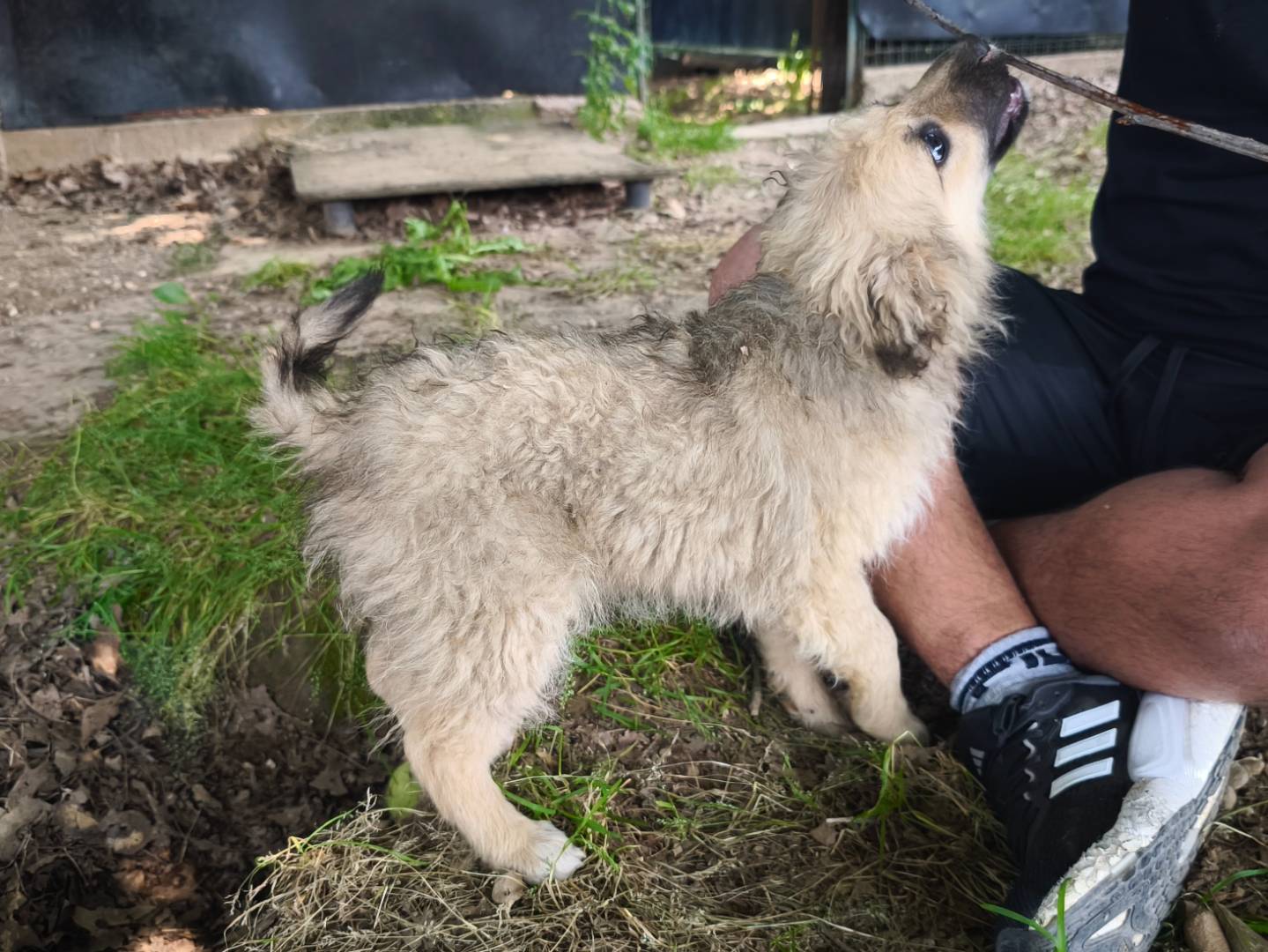 Adotta il cane MIA a Milano