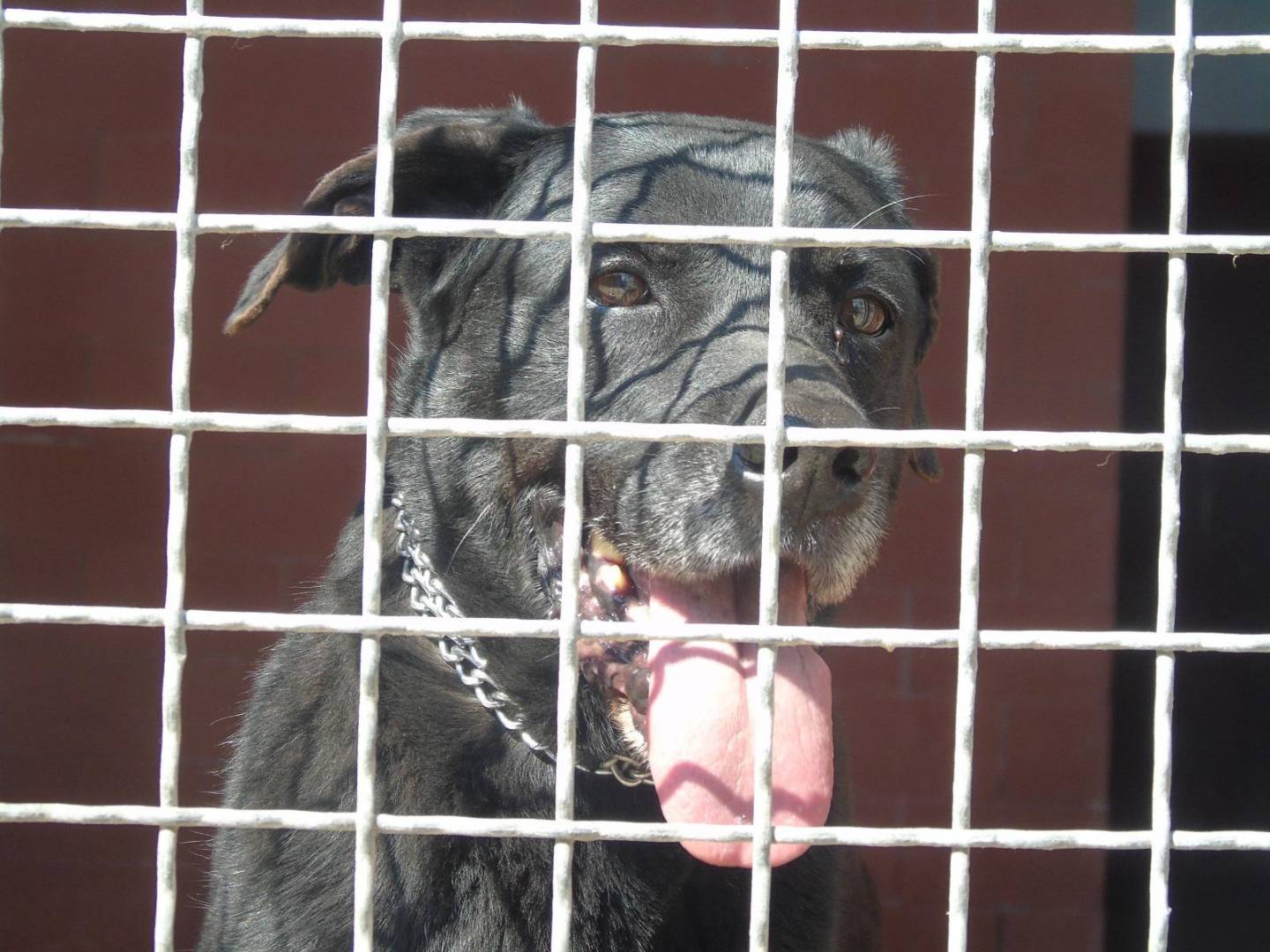 Foto dell'animale
