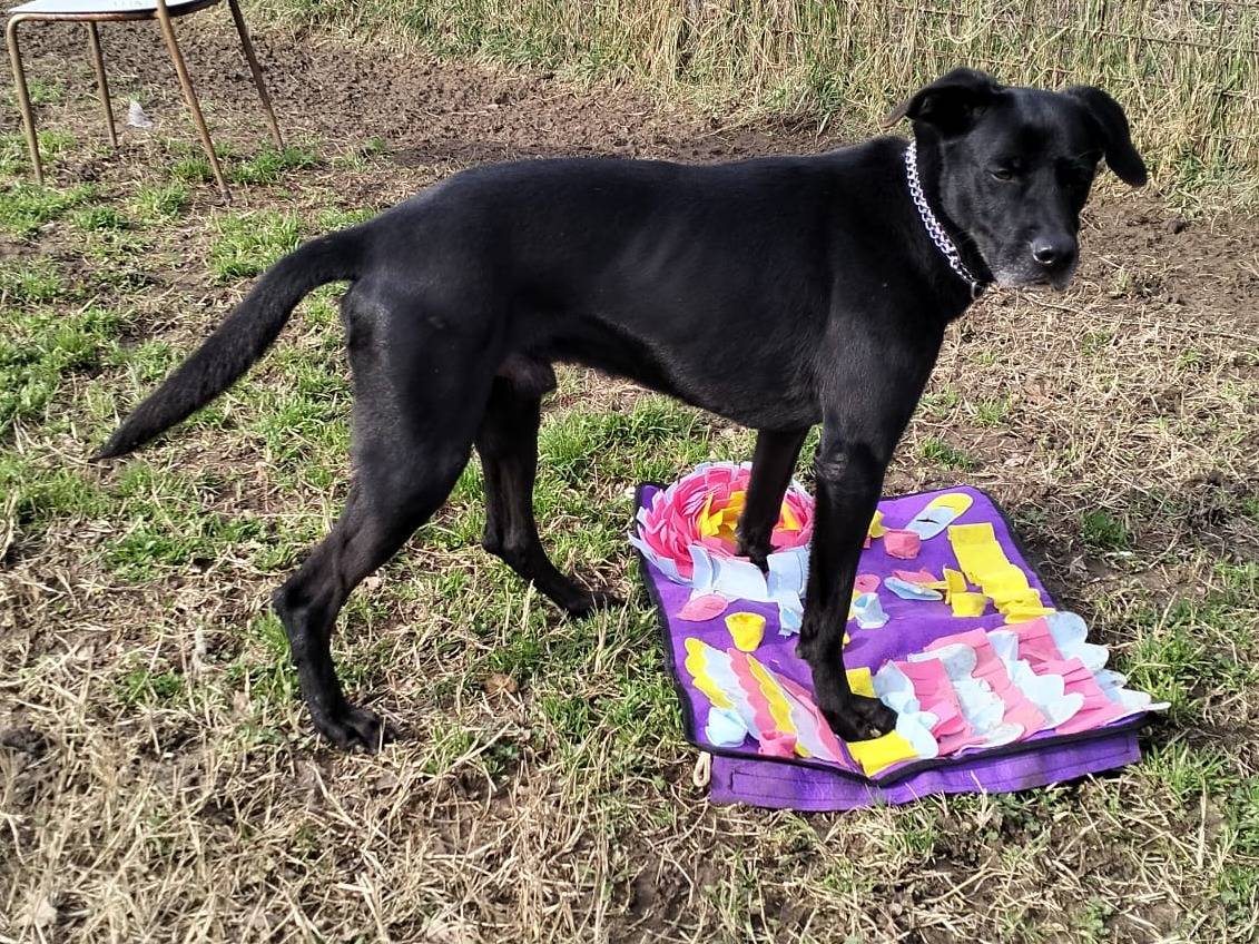Adotta un cane, maschio, 3 anni  e 8 mesi , Milano