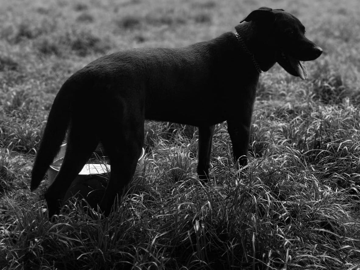 Vuoi adottare un cane a Milano?