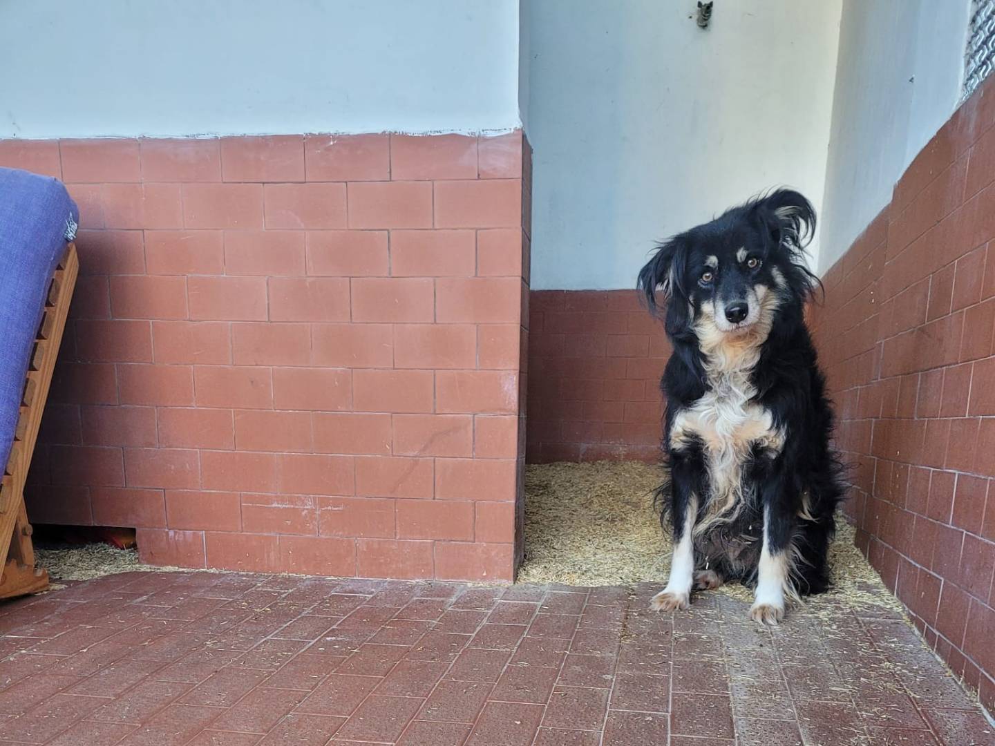 Adotta un cane, femmina, 3 anni  e 11 mesi , Milano