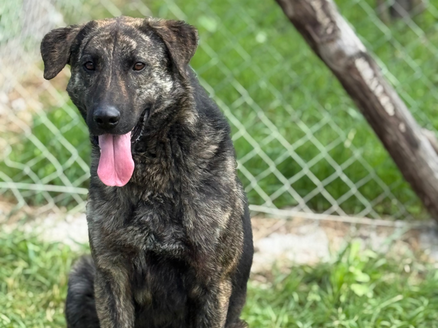 Adozione cane, maschio, Razza sconosciuta Razza sconosciuta, 1 anno e 6 mesi, taglia grande, Salerno