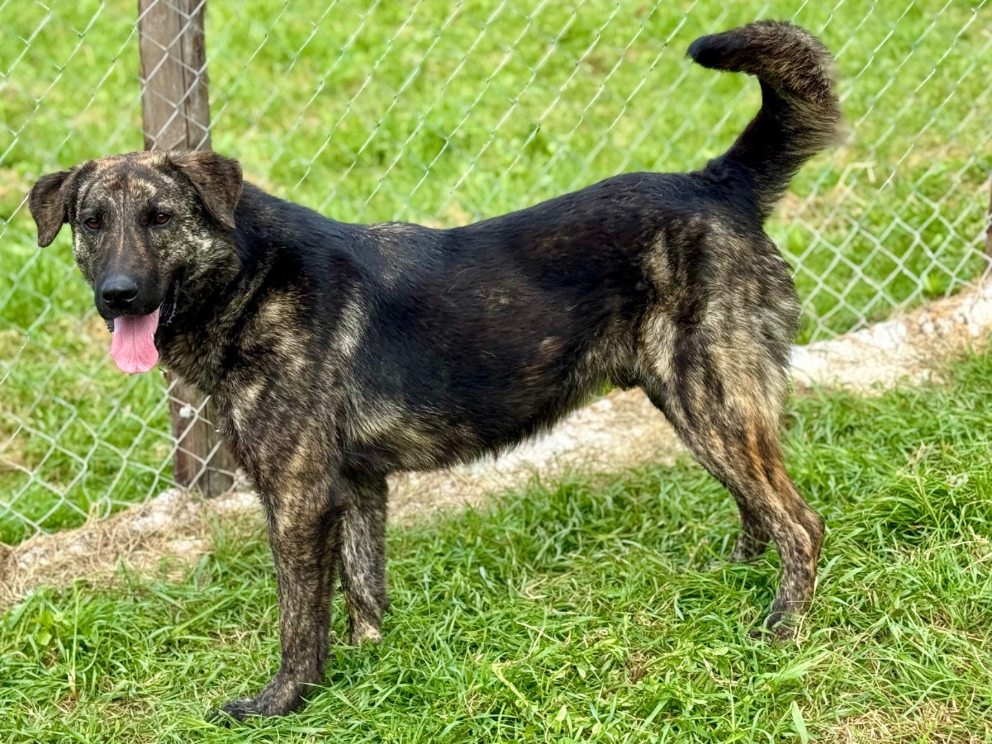 Adotta un cane, maschio, 1 anno e 6 mesi, Salerno
