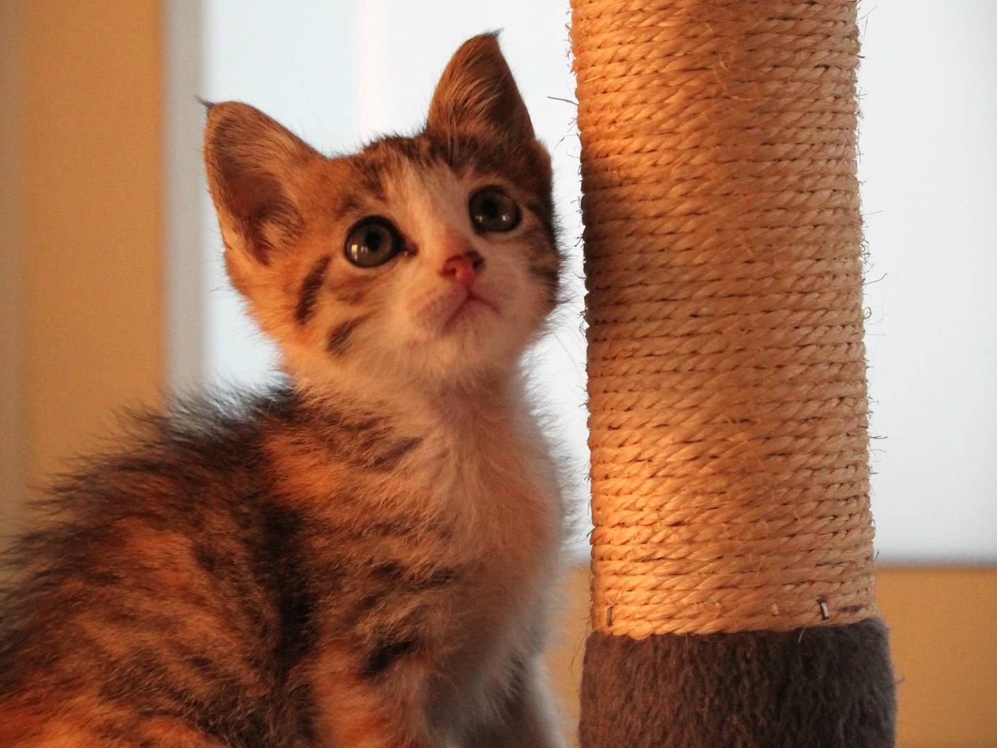 Adotta un gatto, femmina, 2 mesi, Lecce