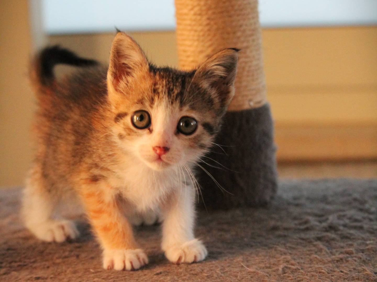 Adotta un gatto, taglia non valida, femmina, Lecce