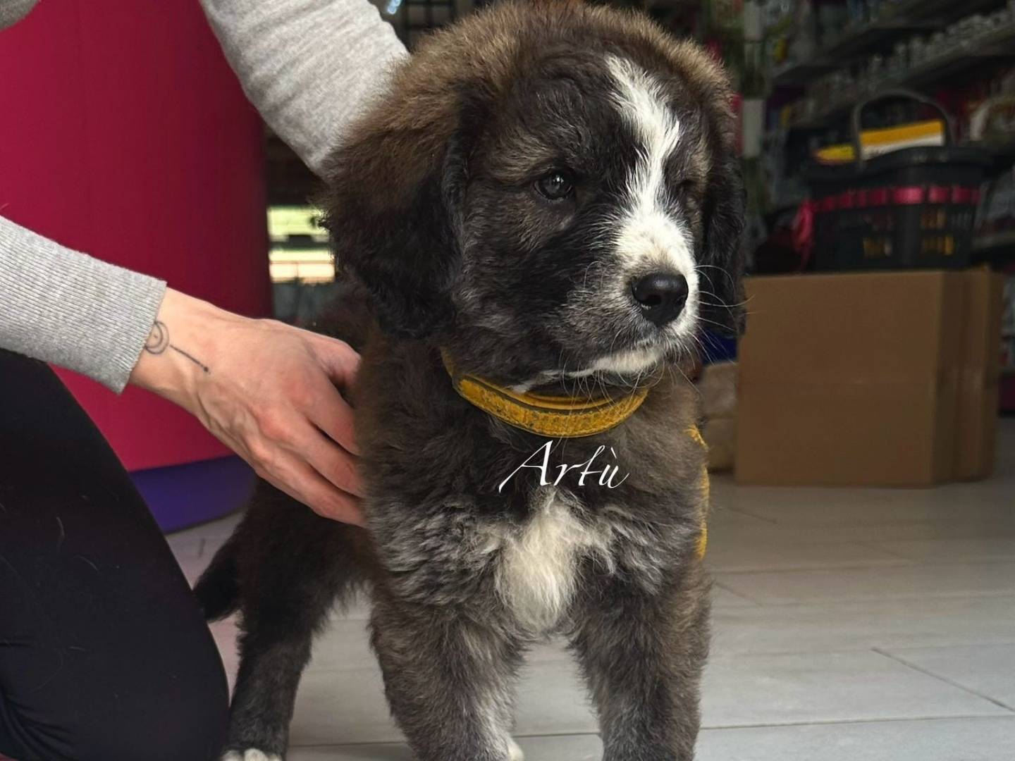 Adotta un cane, maschio, 1 mesi, Trapani