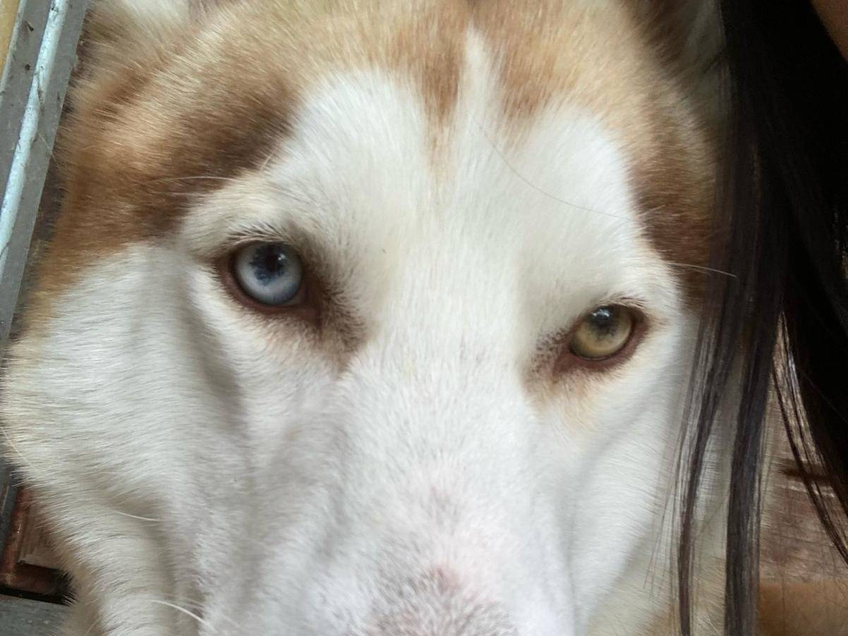 Adotta un cane, maschio, 6 anni  e 11 mesi , Frosinone