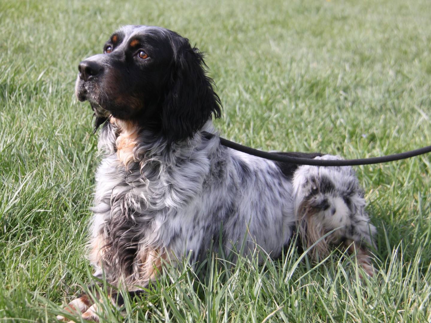 Vuoi adottare un cane a Milano?