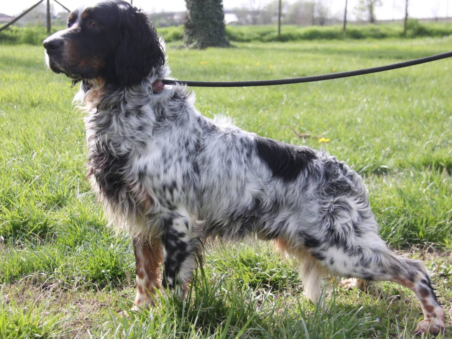 Adotta il cane MISTER a Milano