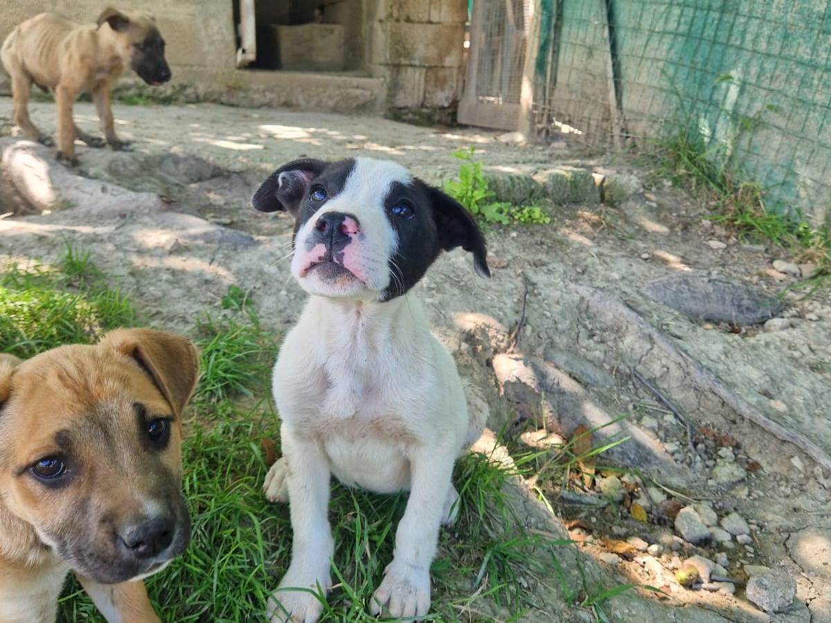 Foto dell'animale