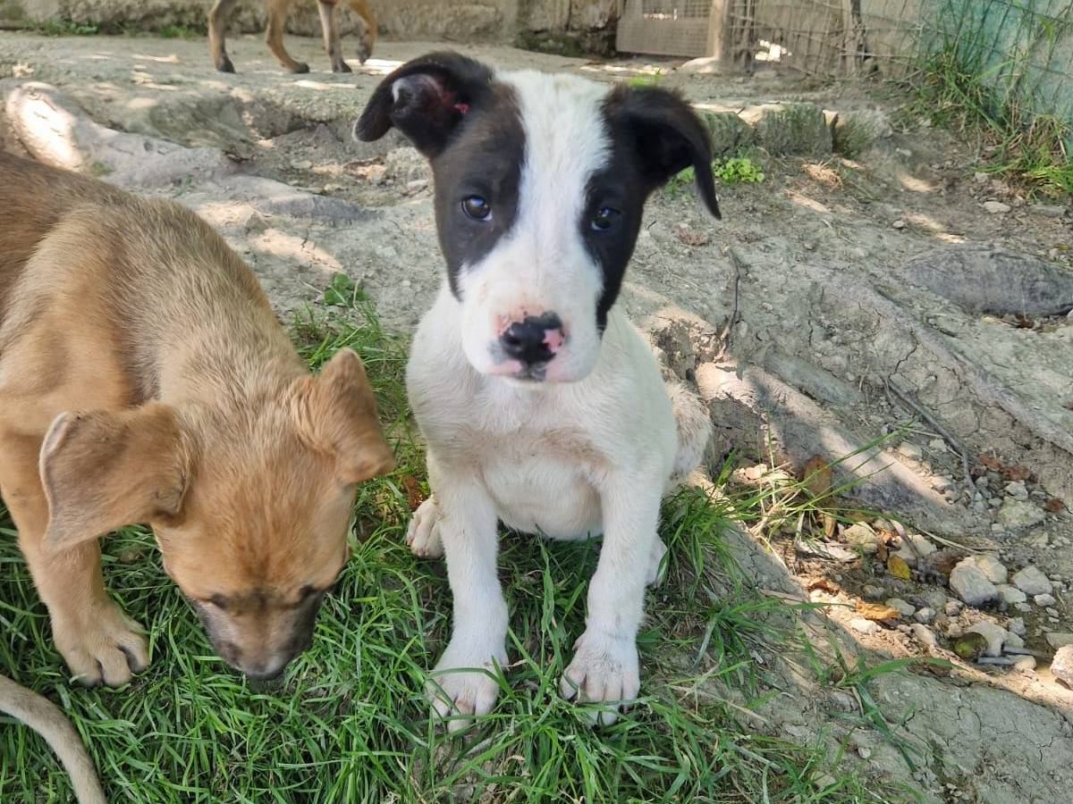 Adotta un cane, maschio, 4 mesi, Frosinone