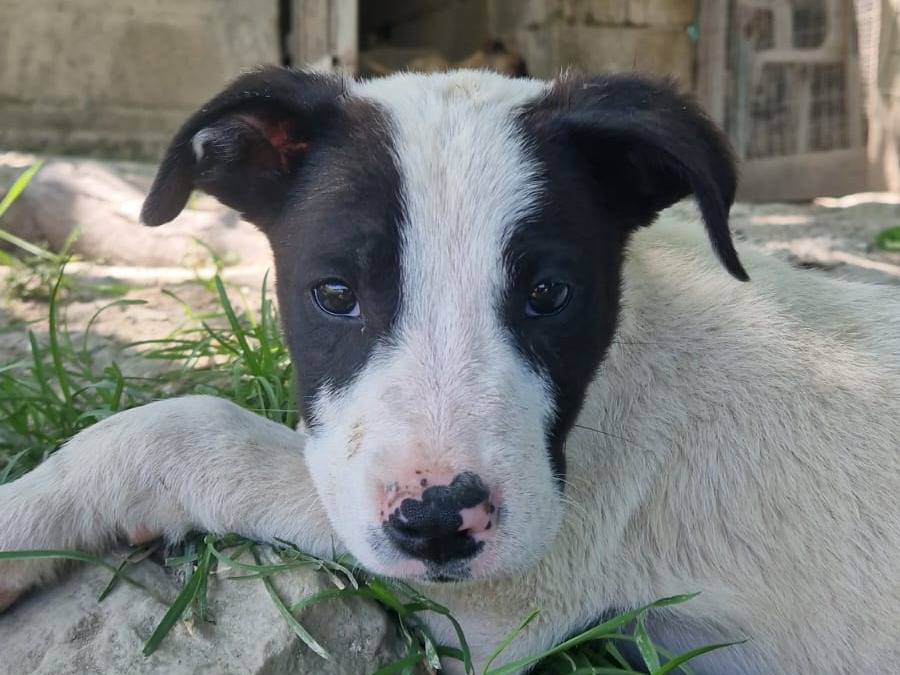 Adotta un cane, taglia media, maschio, Frosinone