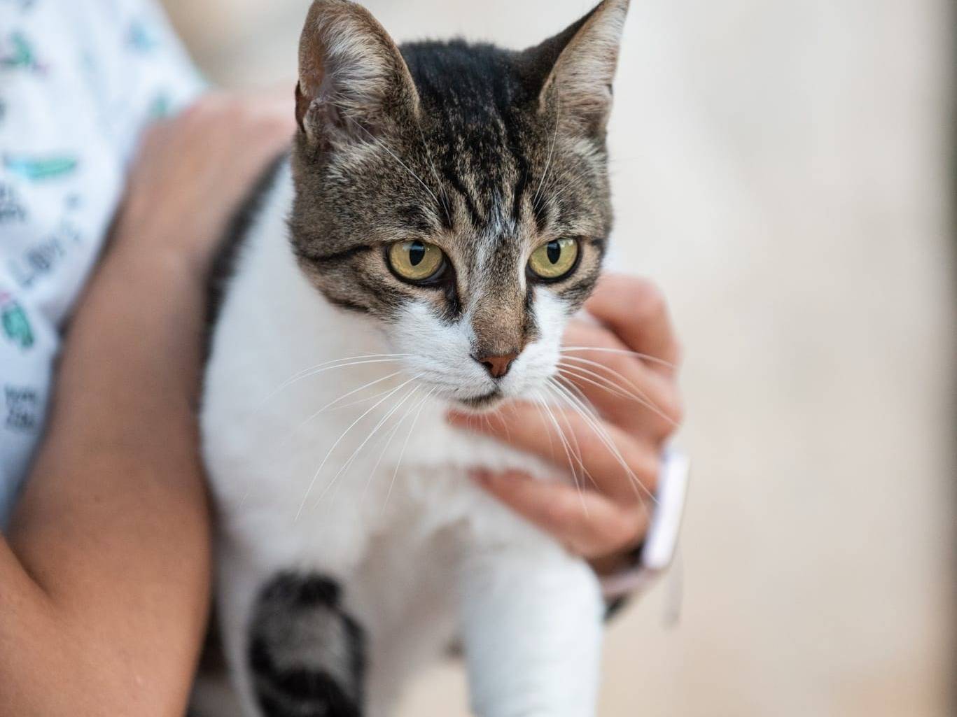 Adotta un gatto, maschio, 9 anni , Genova