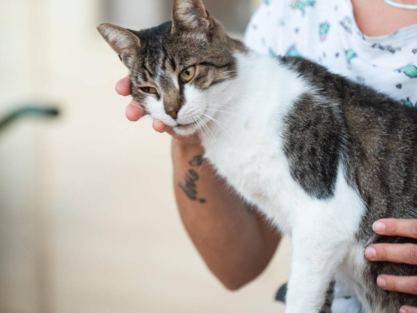 Adotta un gatto, taglia non valida, maschio, Genova
