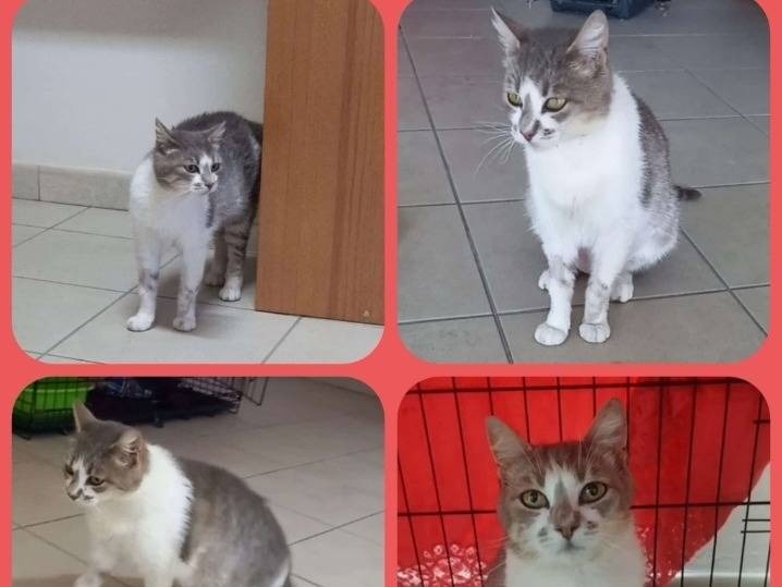 Adotta un gatto, femmina, 1 anno e 4 mesi , Bari