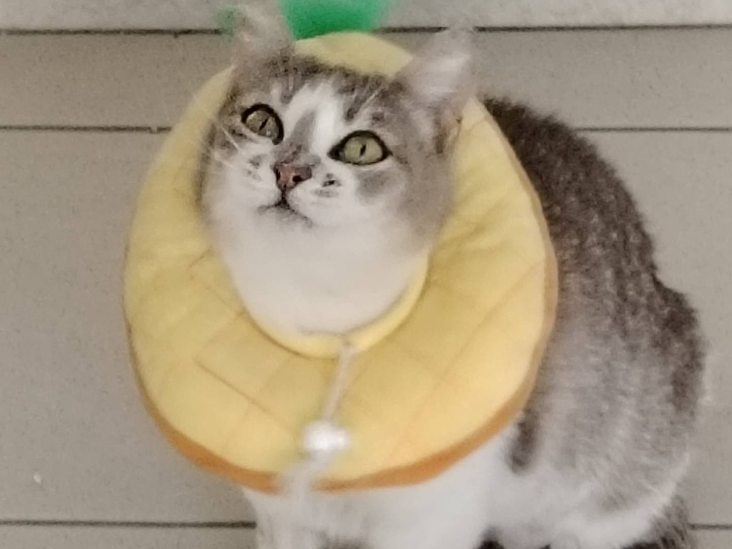 Vuoi adottare un gatto a Bari?