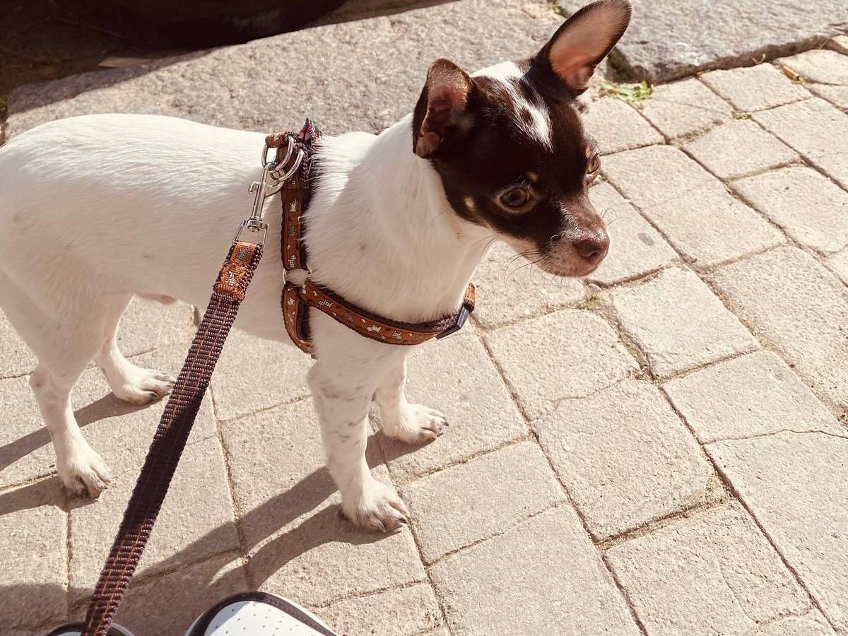 Adotta un cane, maschio, 1 anno e 9 mesi , Agrigento