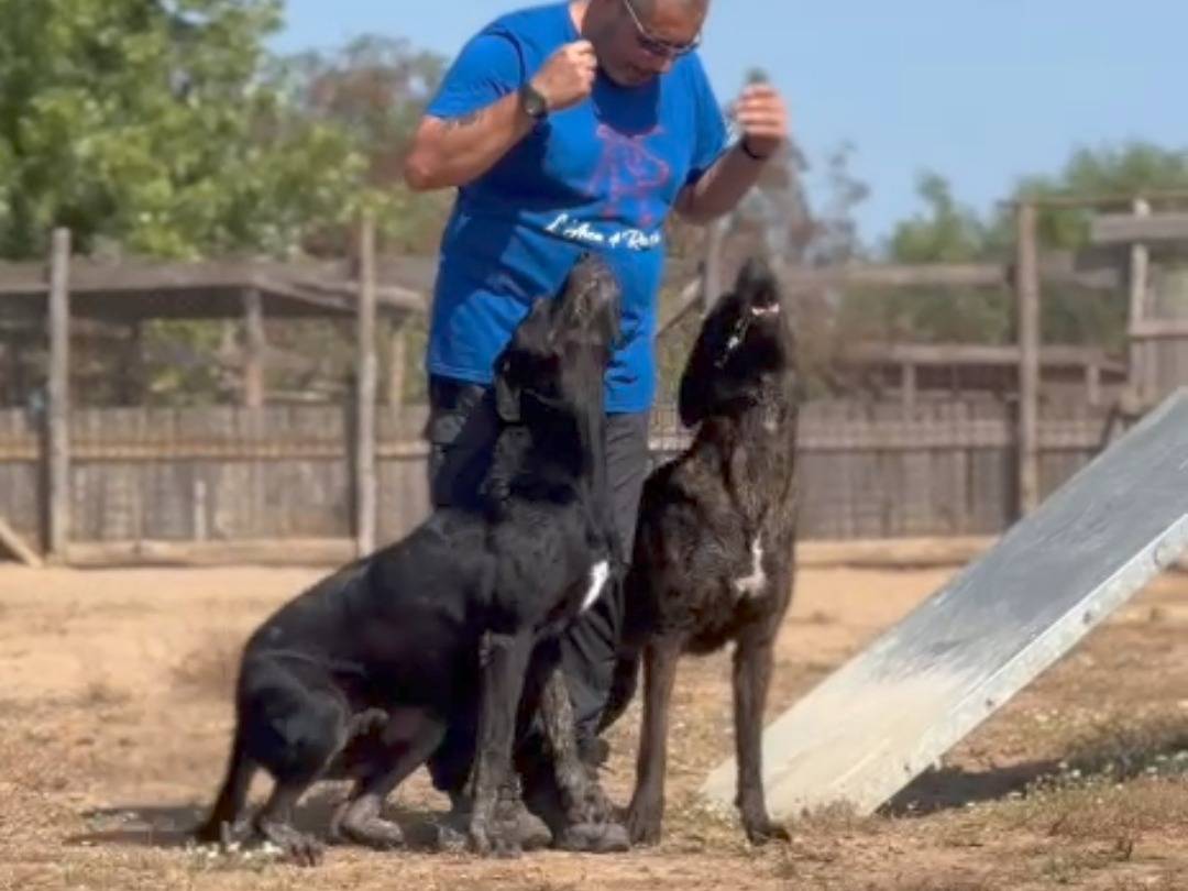 Adotta il cane Black Jack a Roma