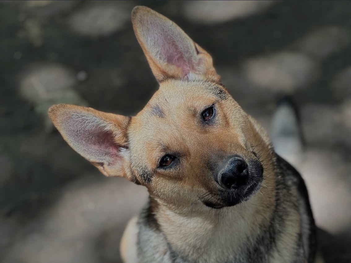 Adozione cane, femmina, Pastore tedesco Razza sconosciuta, 1 anno e 3 mesi , taglia media, Roma