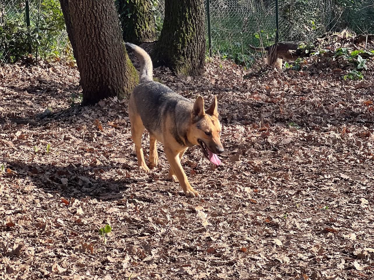 Adotta un cane, femmina, 1 anno e 3 mesi , Roma