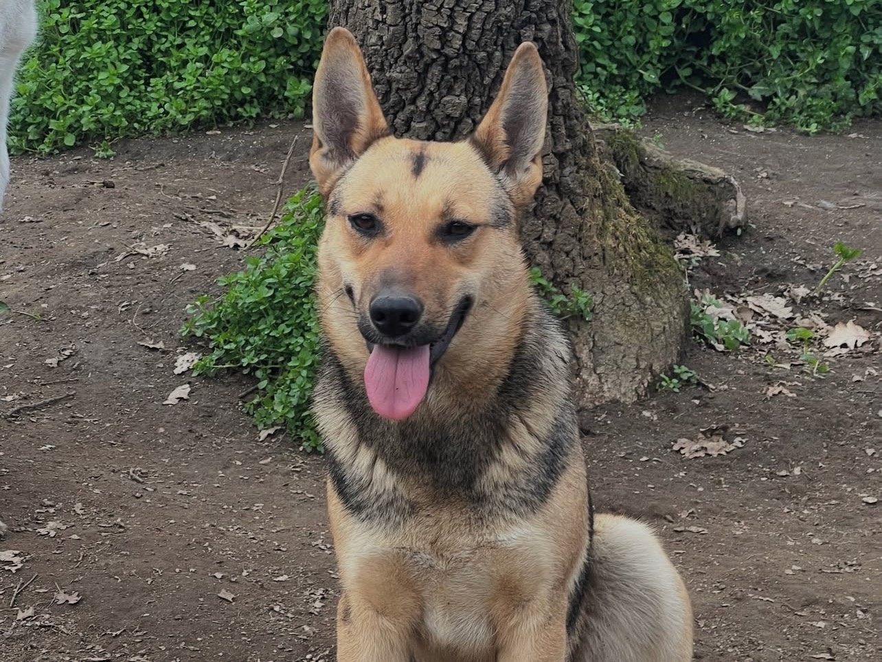 Adotta un cane, taglia media, femmina, Roma