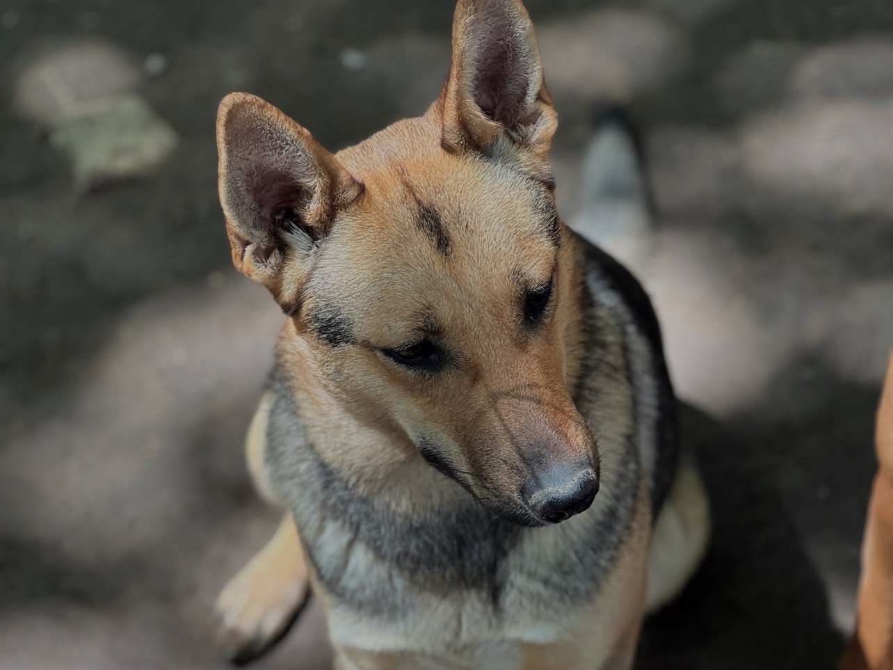 Vuoi adottare un cane a Roma?