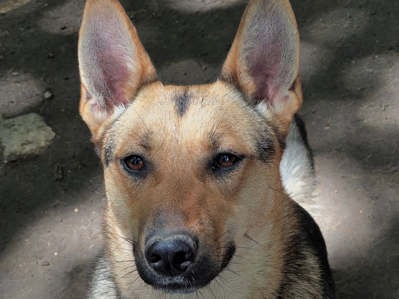 Adotta il cane Ginevra a Roma