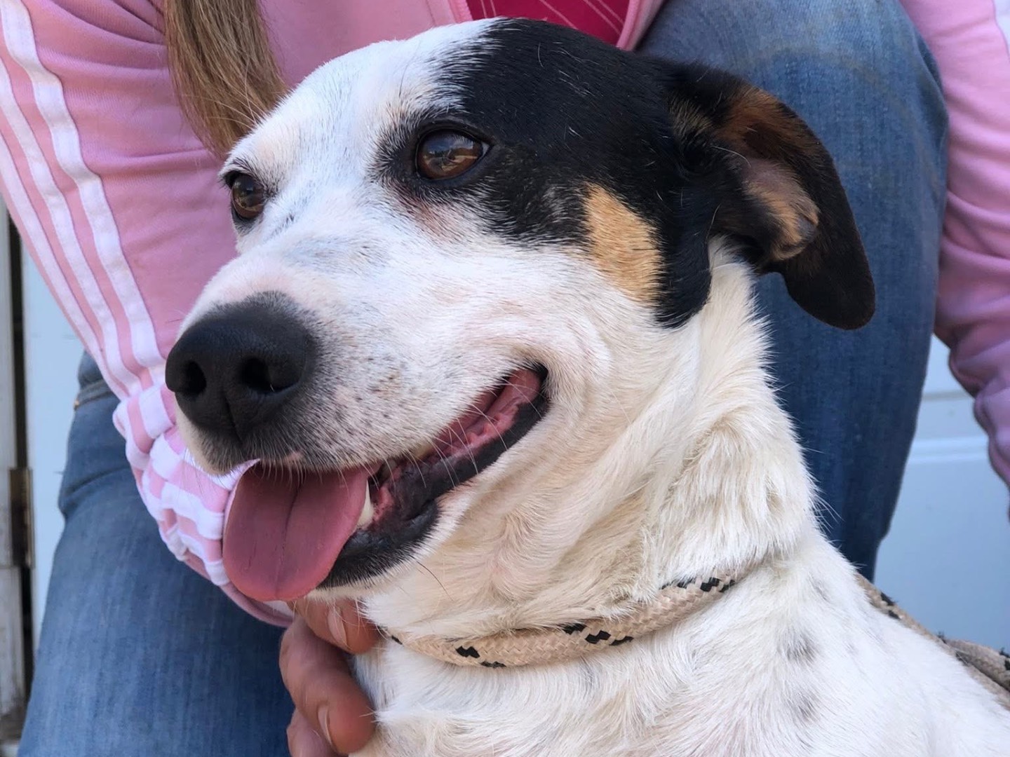 Adotta un cane, maschio, 1 anno e 3 mesi, Latina