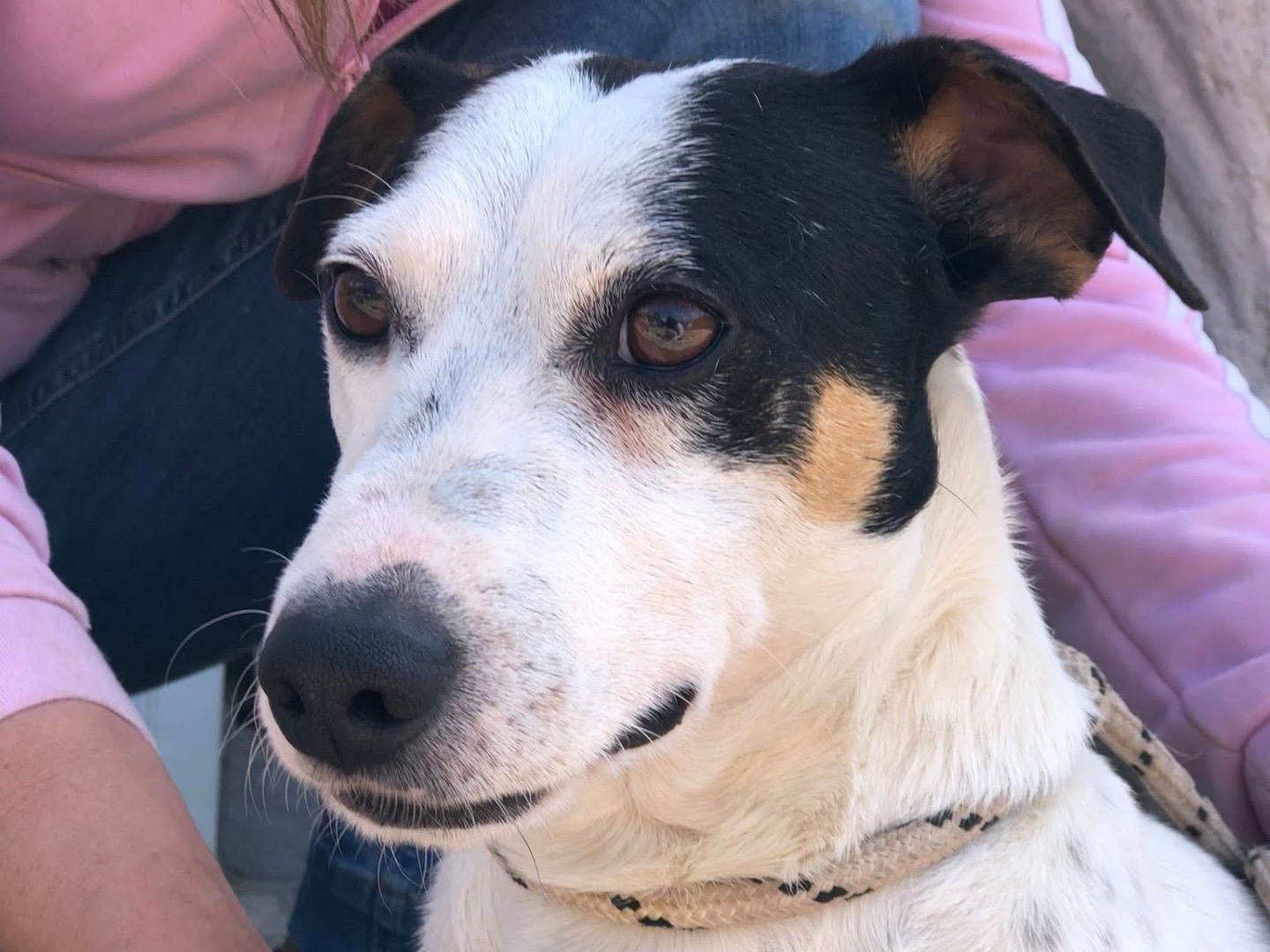Vuoi adottare un cane a Latina?