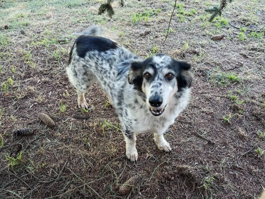 Adotta un cane, maschio, 11 anni  e 4 mesi , Roma