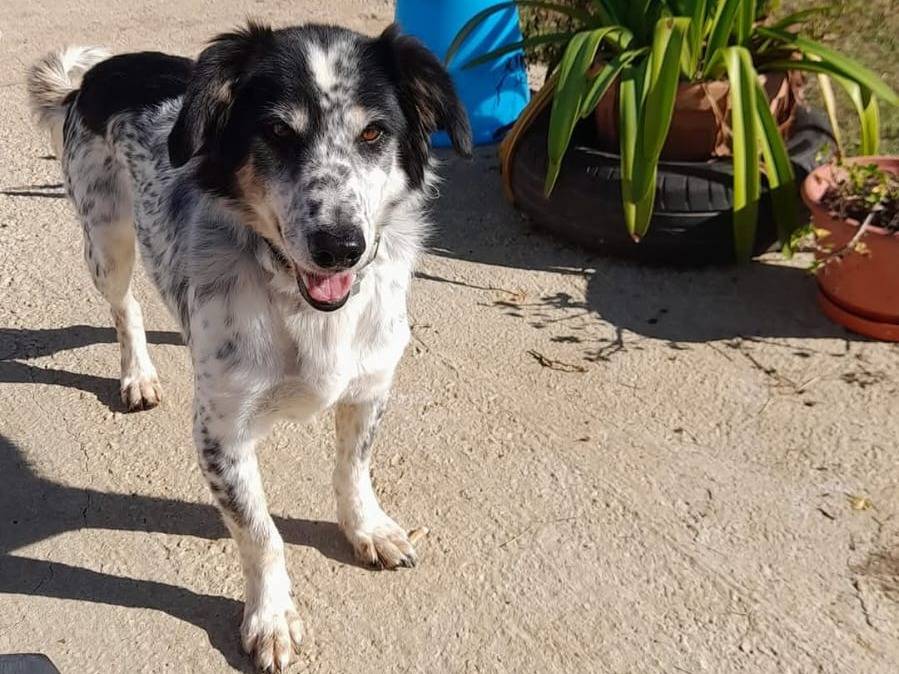 Adotta un cane, taglia media, maschio, Roma