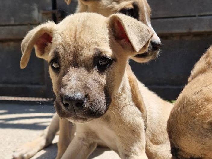 Adotta un cane, femmina, 4 mesi, Frosinone