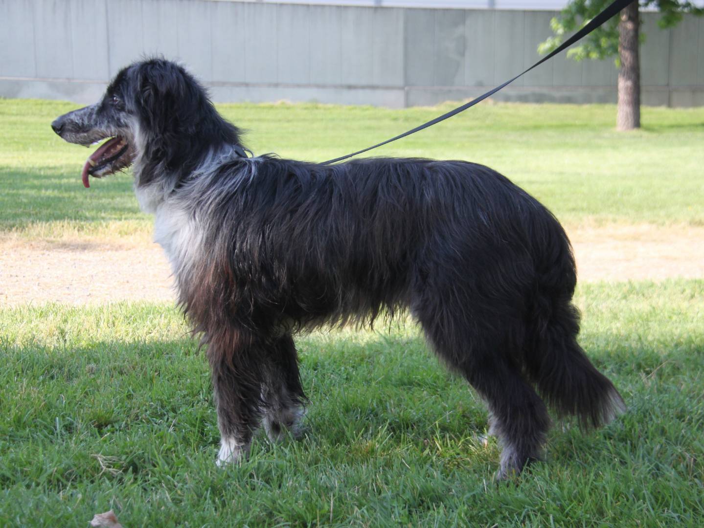 Vuoi adottare un cane a Milano?