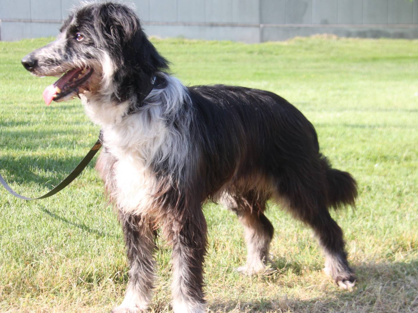 Adotta il cane ZIGGY a Milano