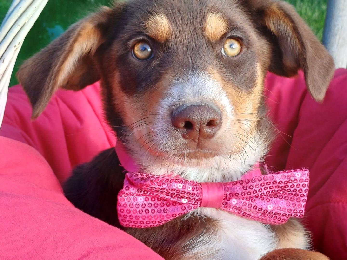 Vuoi adottare un cane a Salerno?