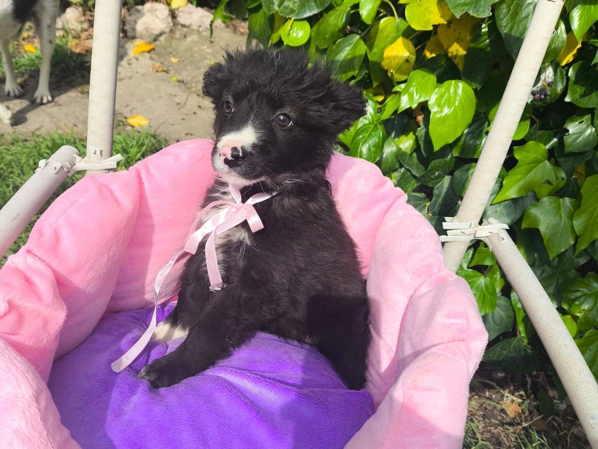 Adotta un cane, taglia media contenuta, femmina, Salerno