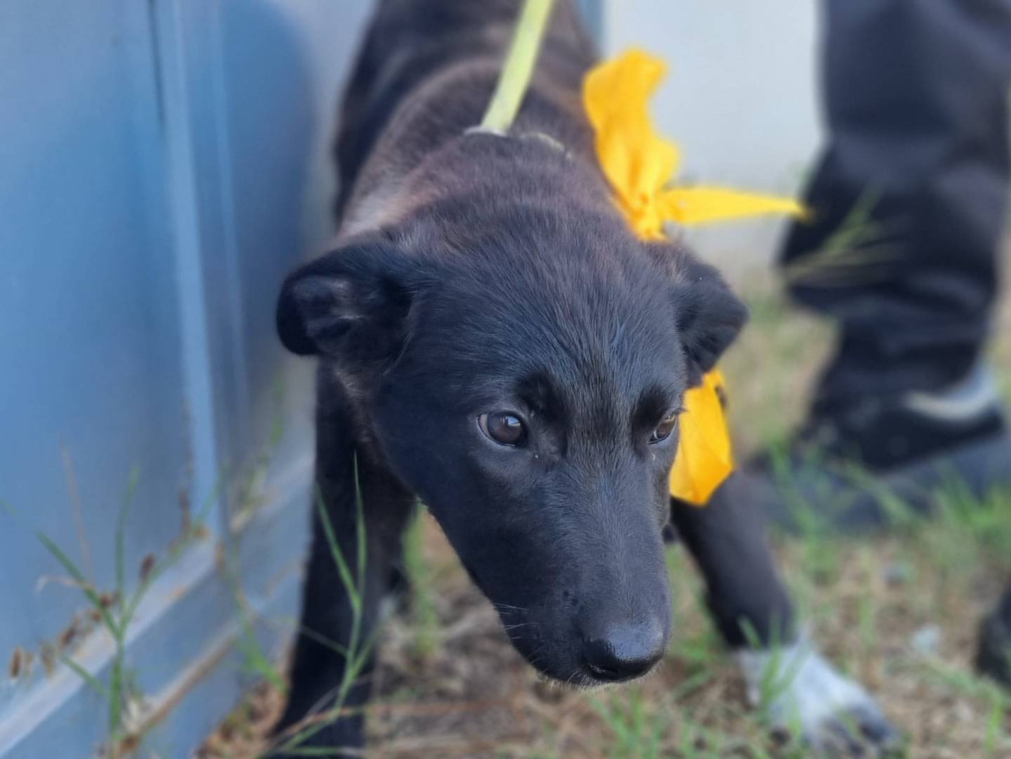 Adotta un cane, femmina, 1 mesi, Milano