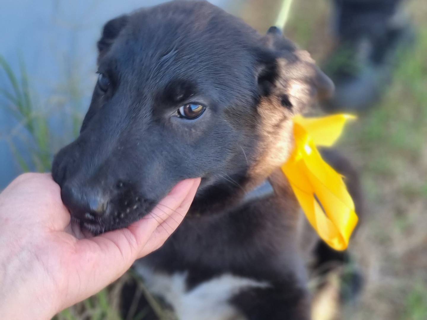 Adotta un cane, taglia media, femmina, Milano
