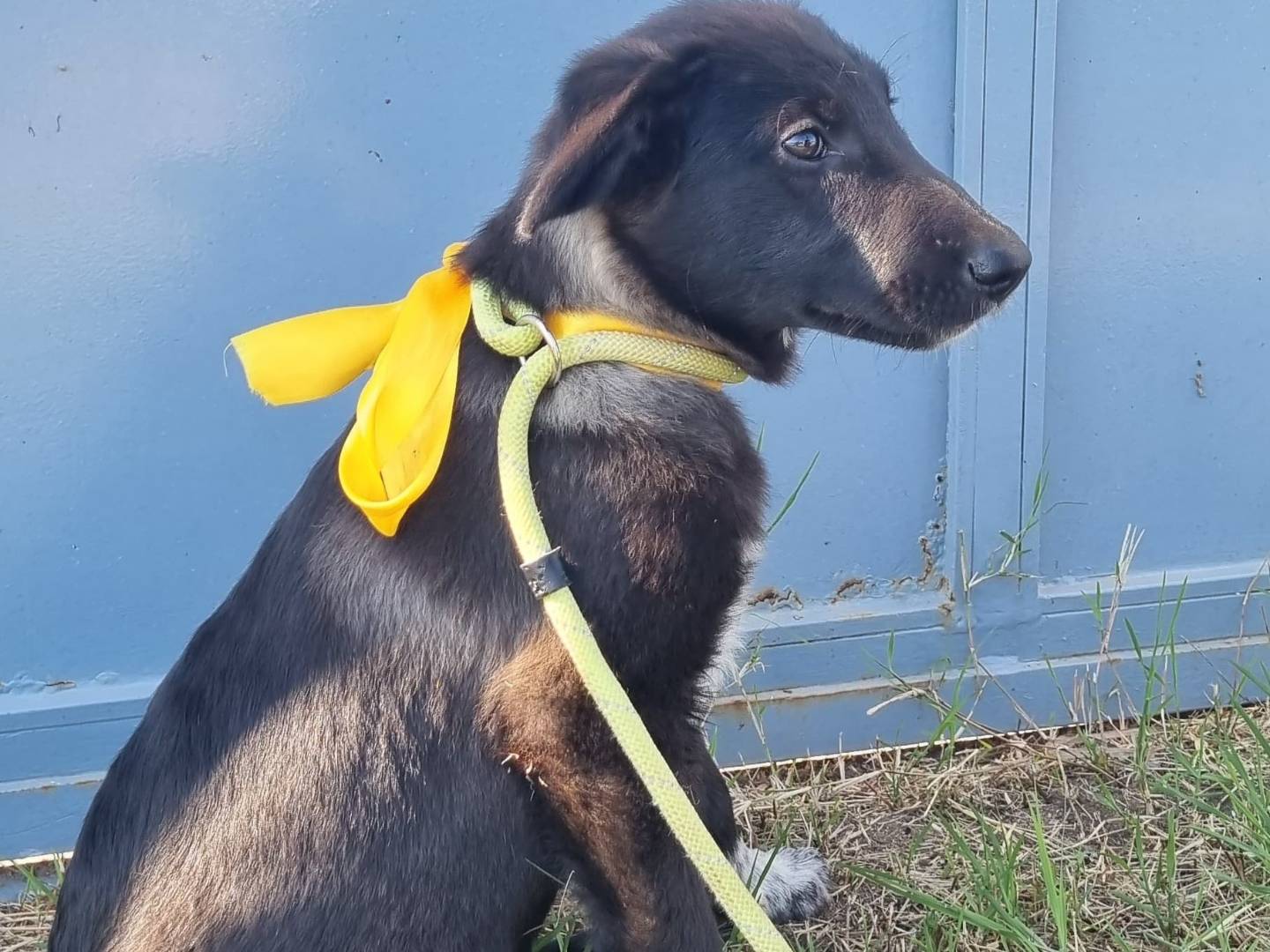 Vuoi adottare un cane a Milano?