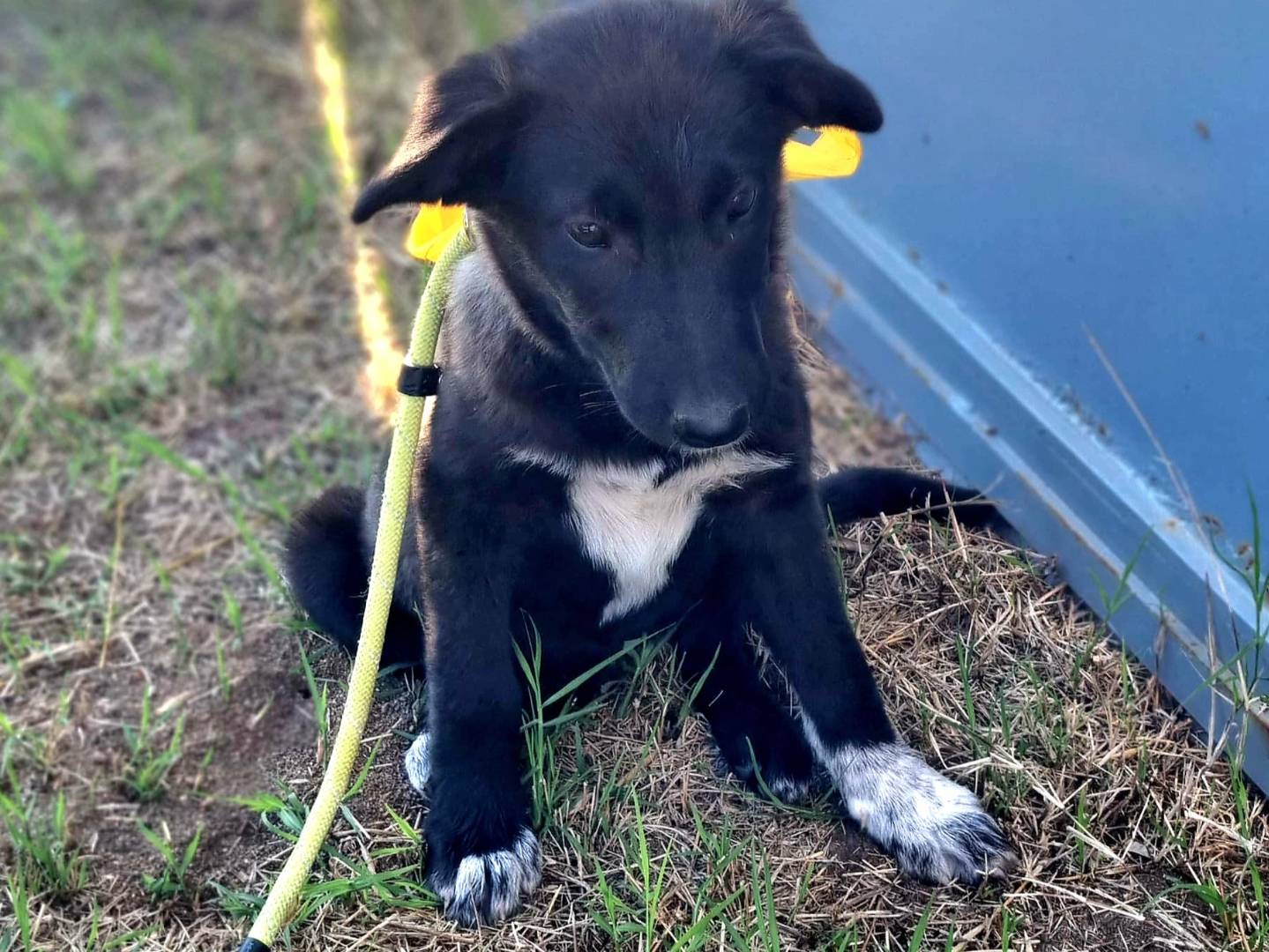 Adotta il cane LUPETTA ASPETTA UNA MAMMA  a Milano