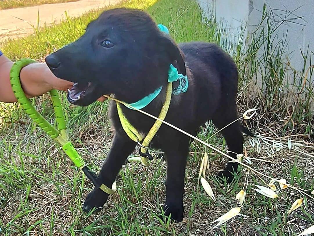 Adotta un cane, femmina, 1 mesi, Milano