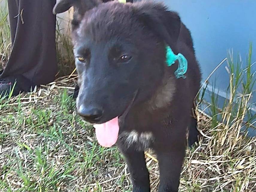 Adotta un cane, taglia media, femmina, Milano