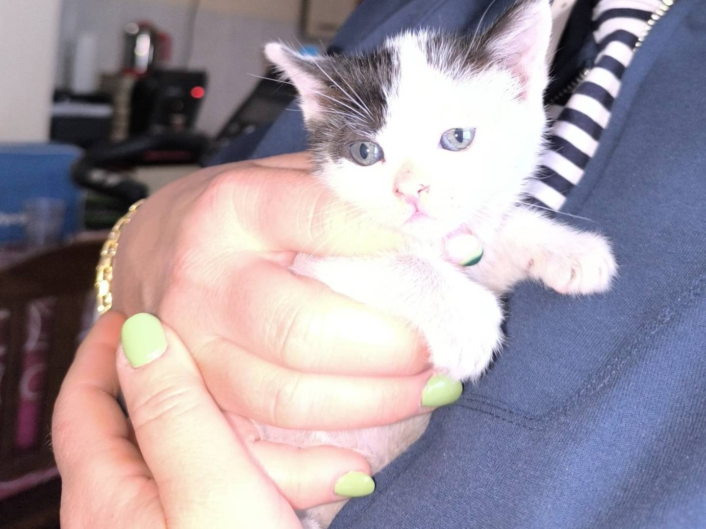 Adotta un gatto, maschio, 1 mesi, Napoli