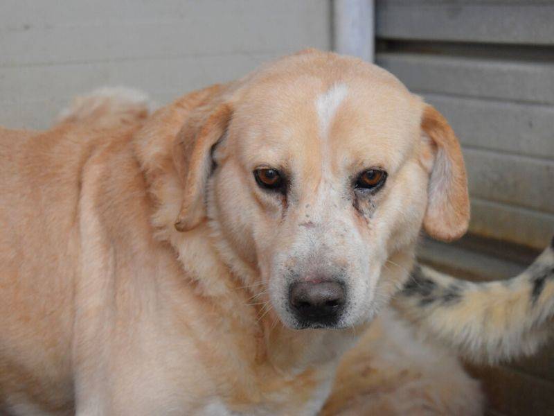 Vuoi adottare un cane a Matera?