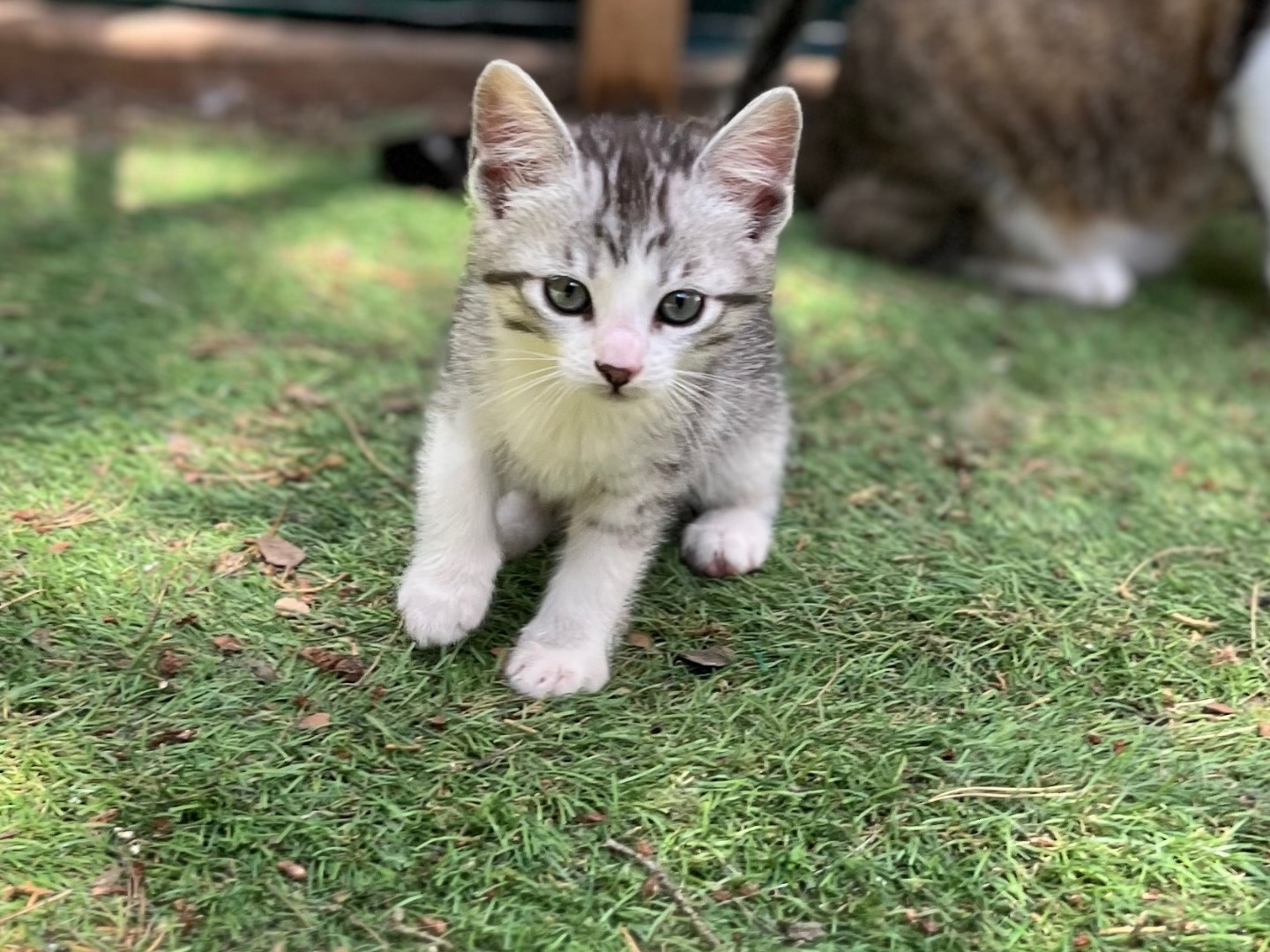 Adozione gatto, maschio, Razza sconosciuta Razza sconosciuta, 1 mesi, taglia non valida, Milano