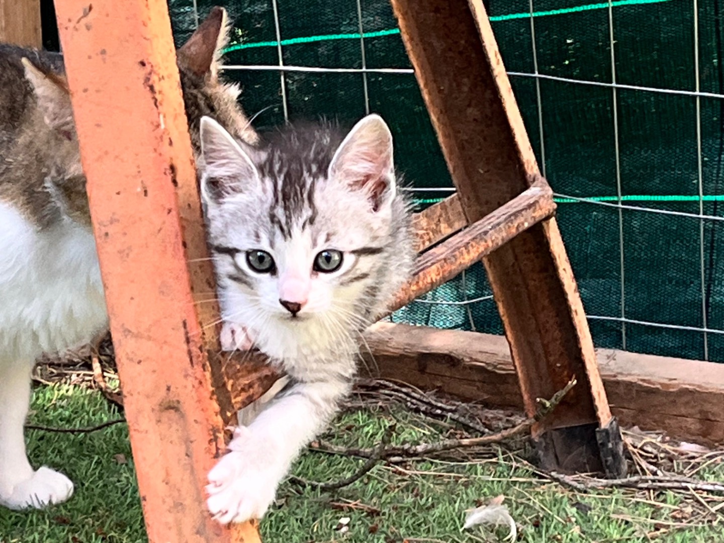 Adotta un gatto, maschio, 1 mesi, Milano